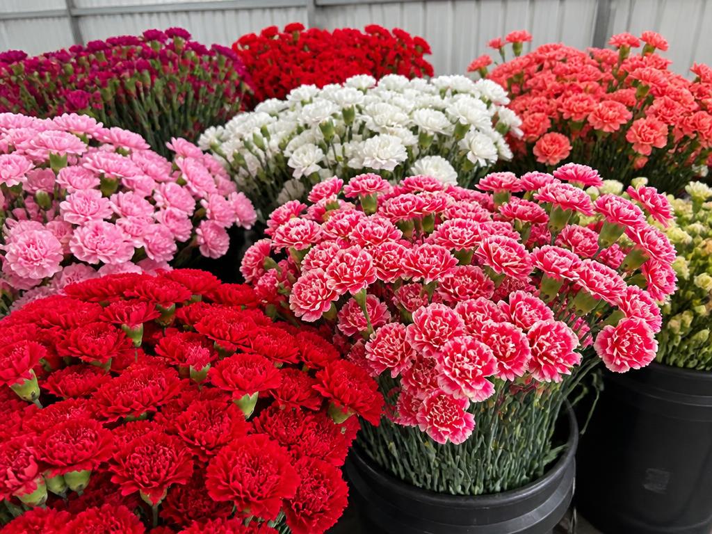 Bulk fresh carnations in assorted colours graded and bunched for export from Kenya