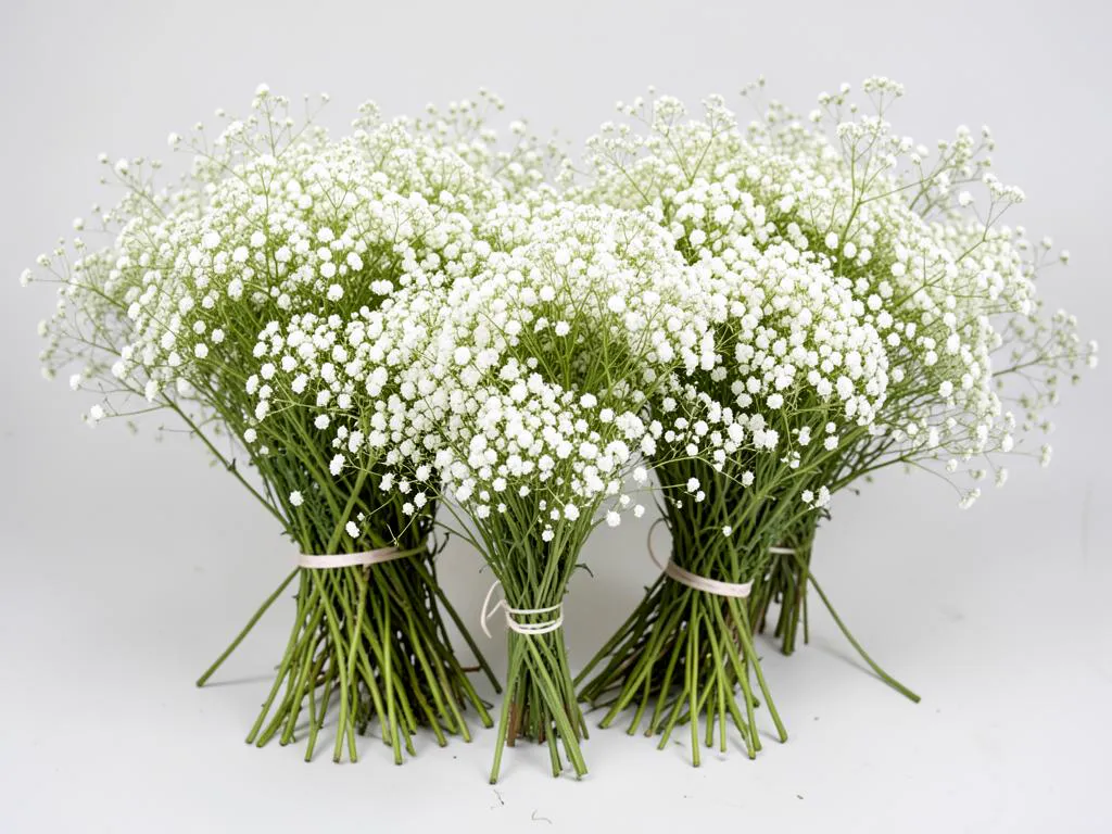 Kenyan gypsophila and fillers for mixed flower boxes