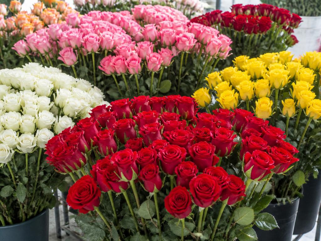 Bulk boxes of export-grade single head roses from Kenya ready for air freight