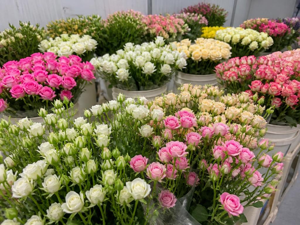Bulk spray roses in mixed colours packed for export from Kenya