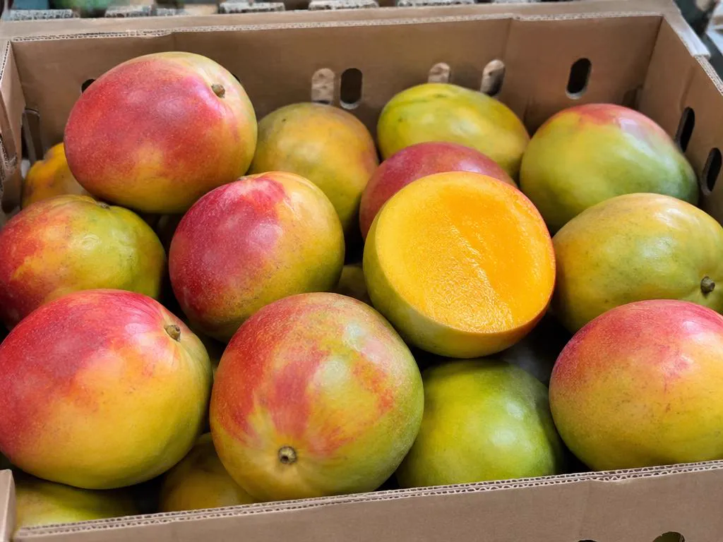 Fresh Apple mangoes grown and packed in Kenya for wholesale export