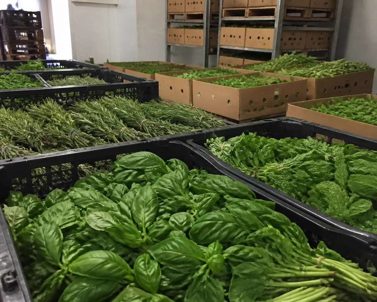 Crates and cartons of freshly harvested Kenyan basil, mint and rosemary in bulk at the packhouse