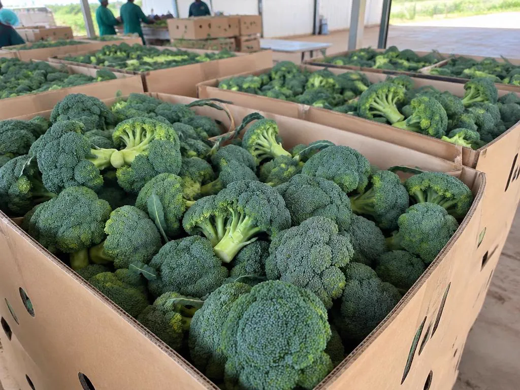Fresh Broccoli grown and packed in Kenya for wholesale export