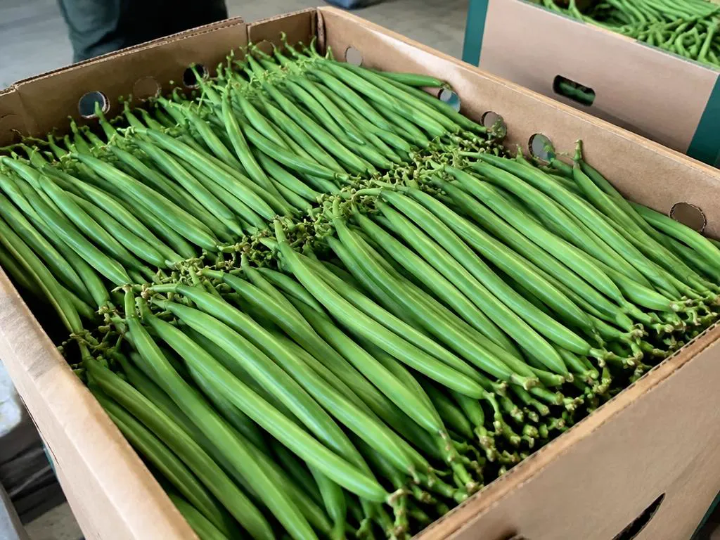 Fresh French beans (extra-fine & fine) grown and packed in Kenya for wholesale export