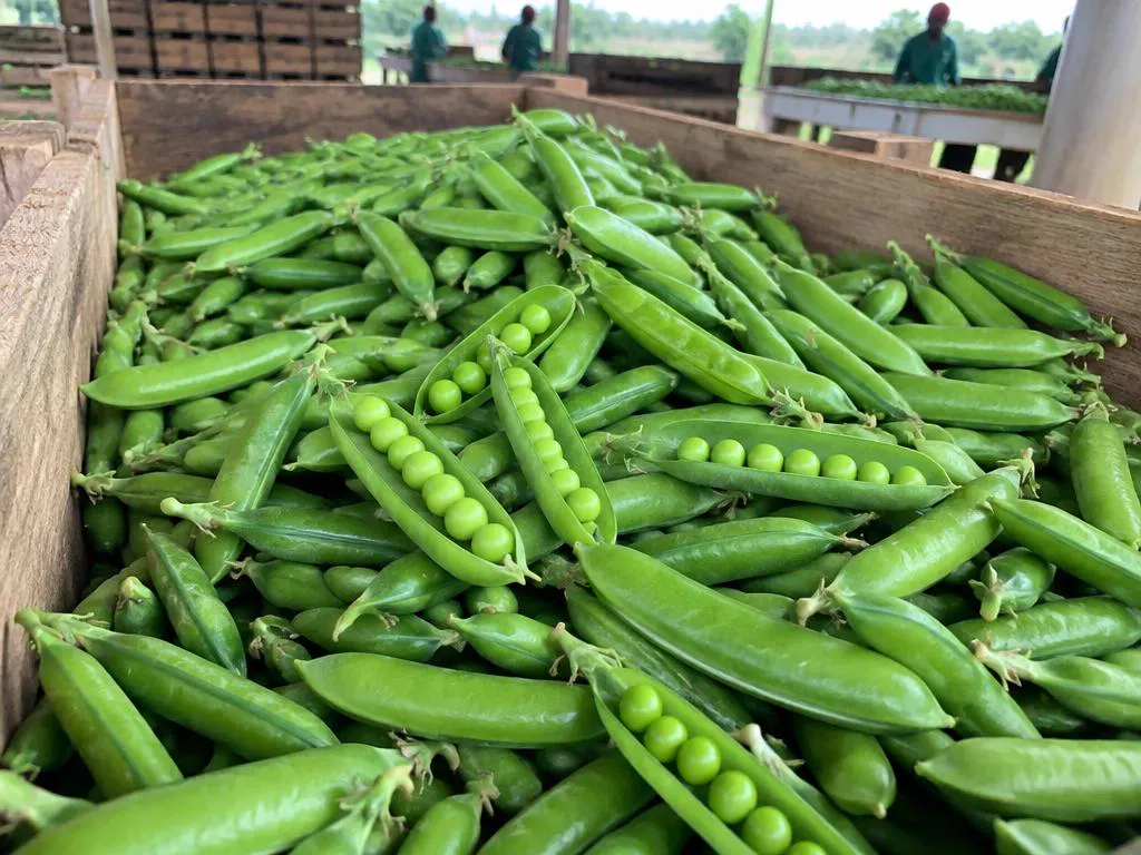 Fresh Garden peas grown and packed in Kenya for wholesale export