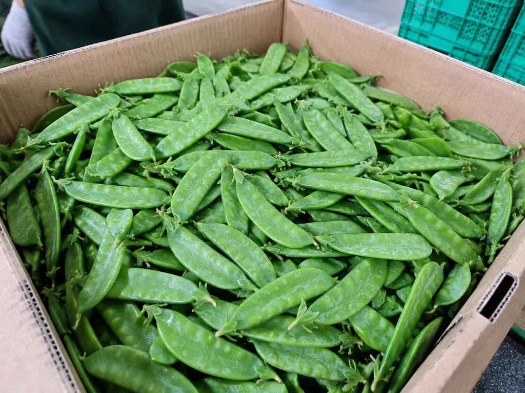 Fresh Snow peas grown and packed in Kenya for wholesale export