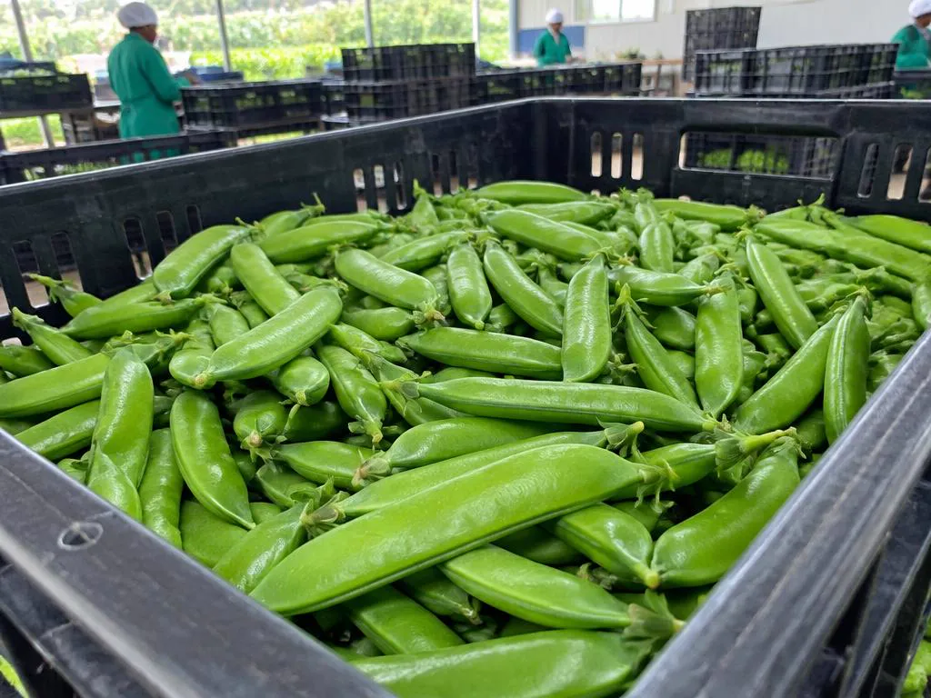 Fresh Sugar snap peas grown and packed in Kenya for wholesale export